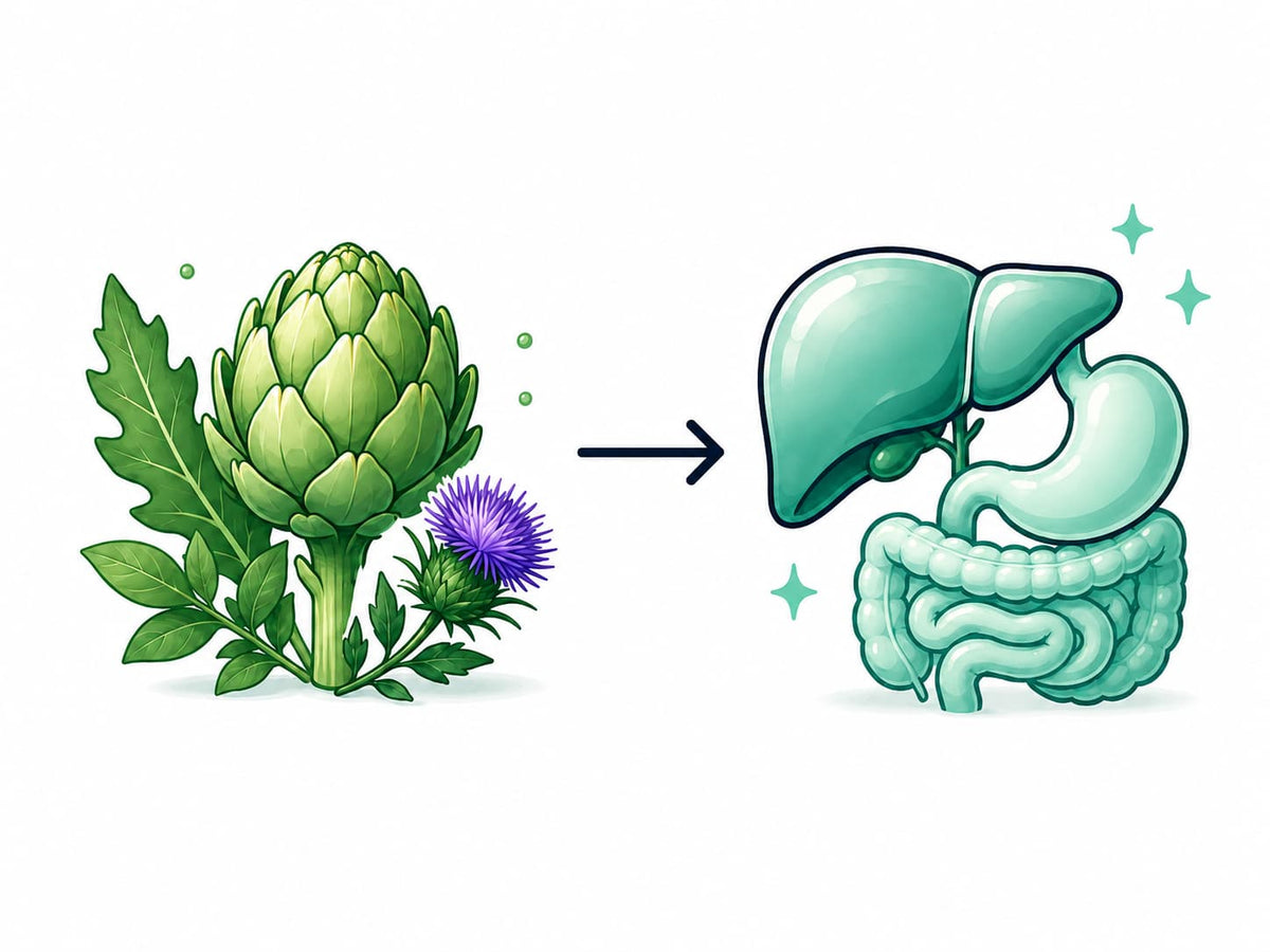 Botanical ingredients pointing to liver and digestive organs to illustrate Liver Guard support